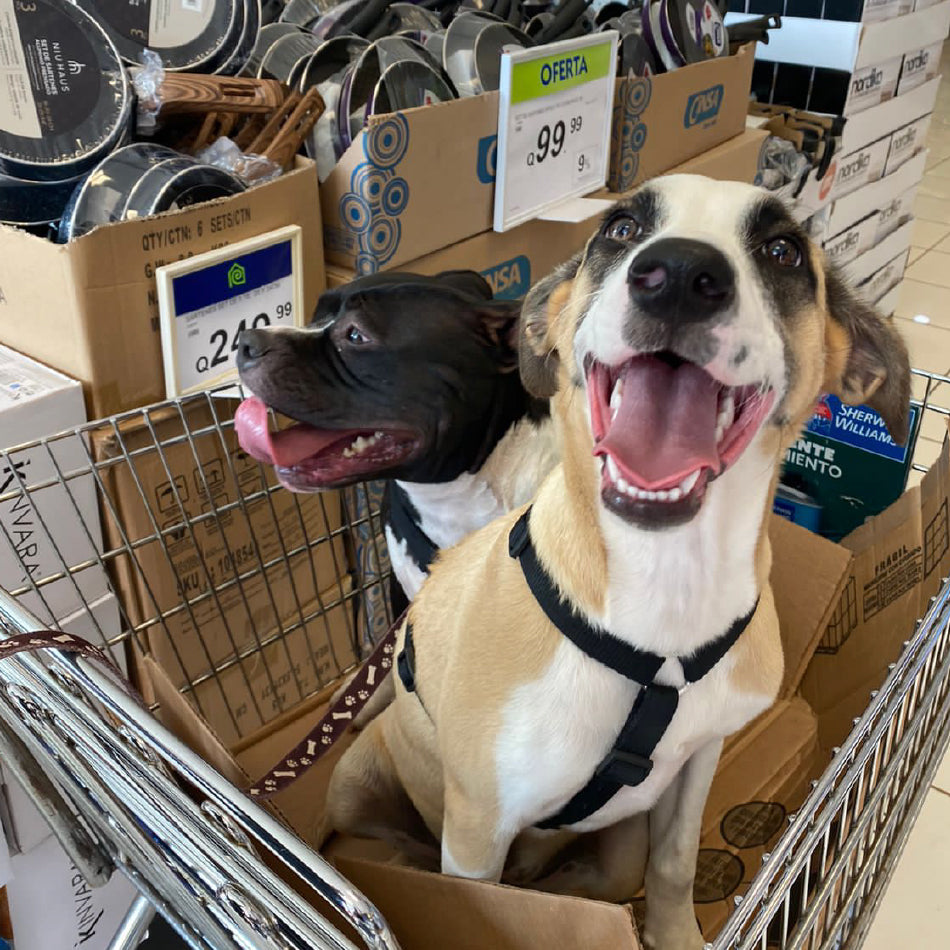 Adopt a Fluff – Ramona For You