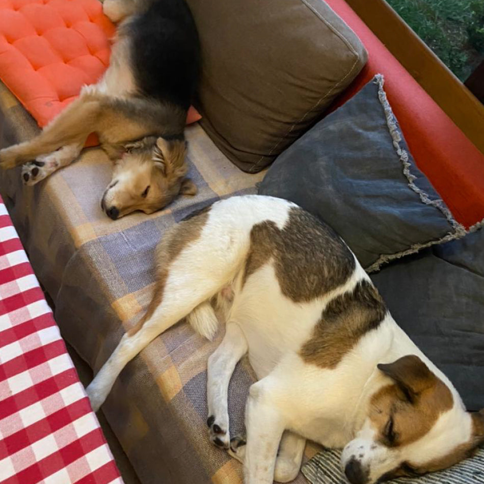 Adopt a Fluff – Ramona For You