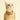 Cat wearing a yellow collar on a light yellow background