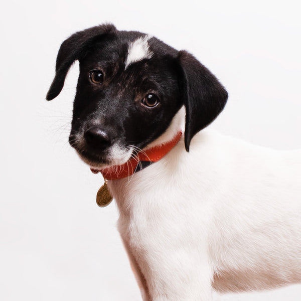 Every purchase helps shelterpets find forever homes