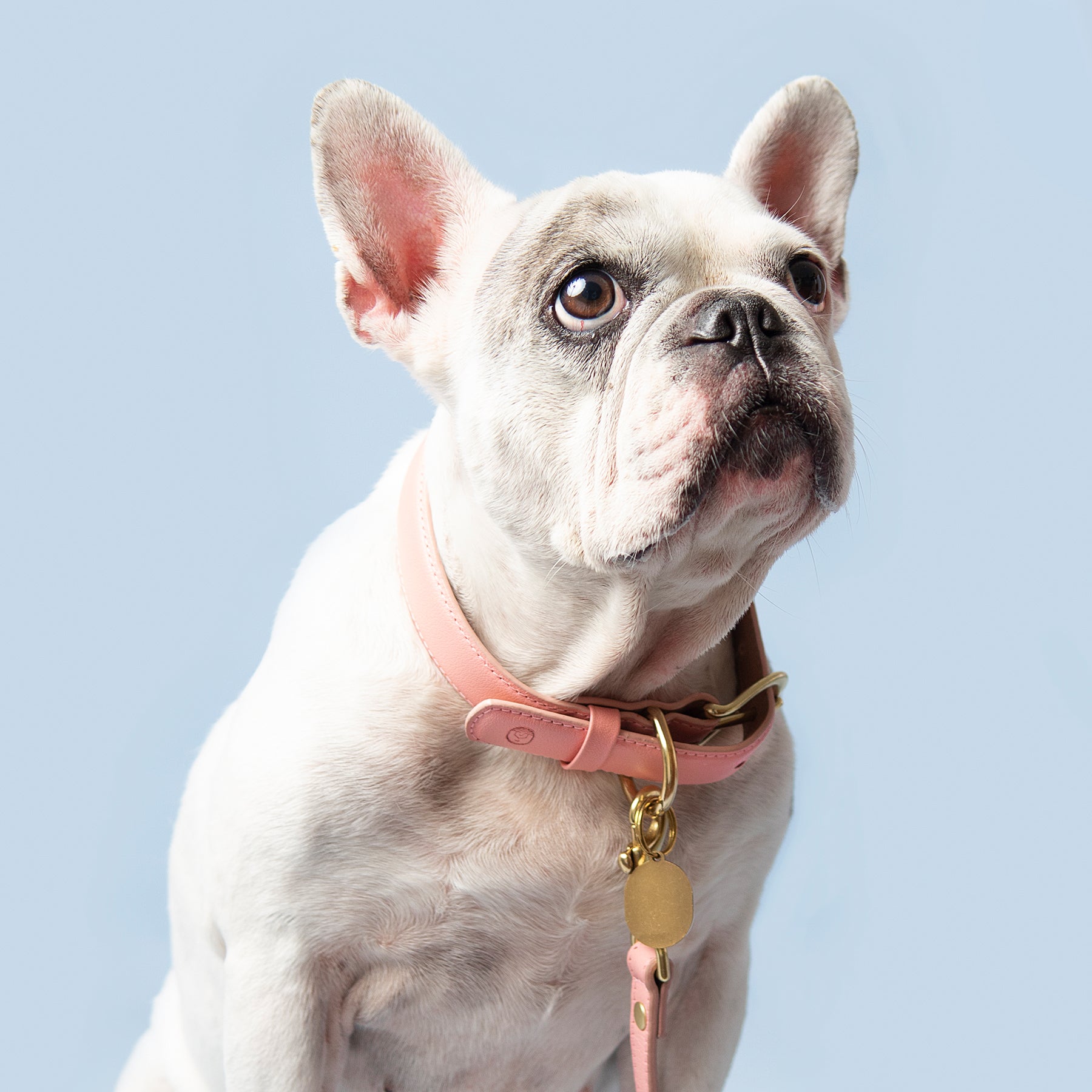 French Bulldog with pink leather dog collar